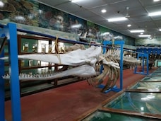 Marine Museum